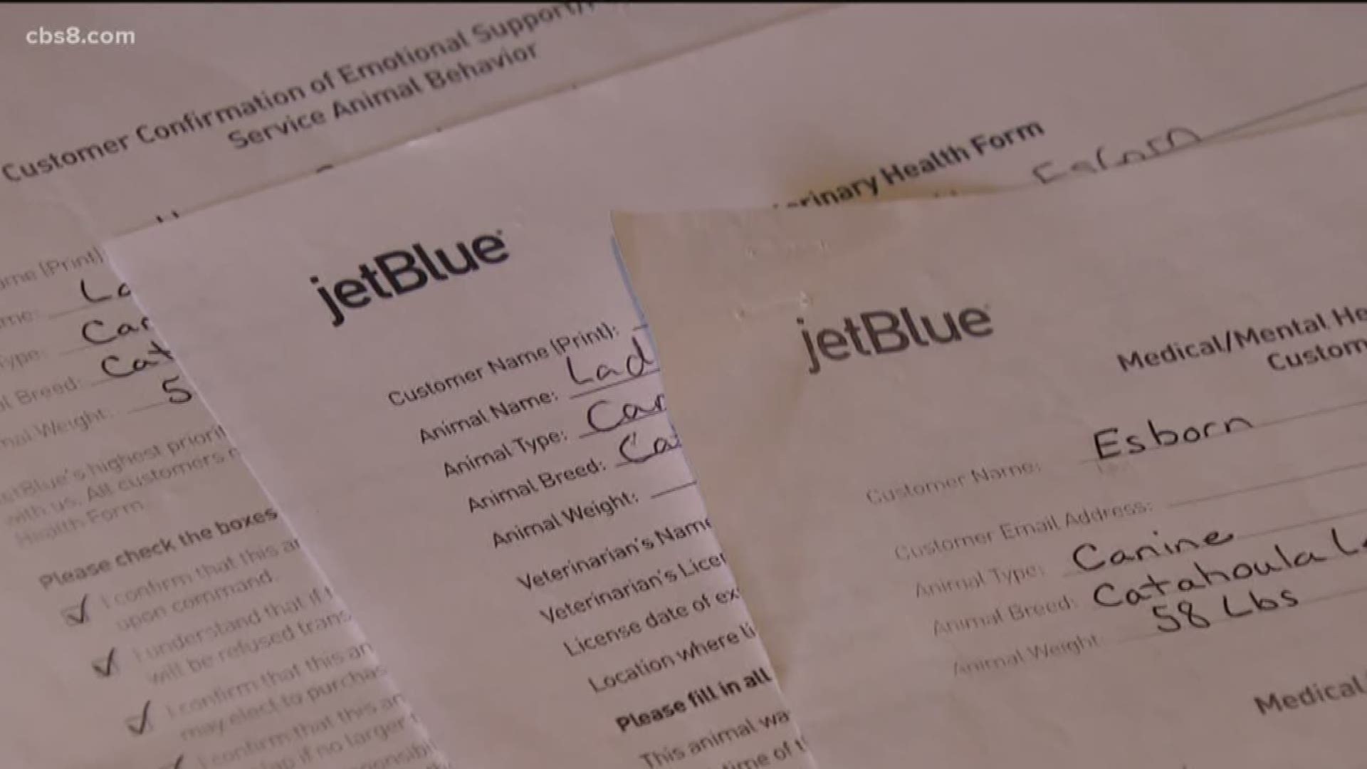 Veteran turned away from JetBlue flight due to lack of service dog  documents 