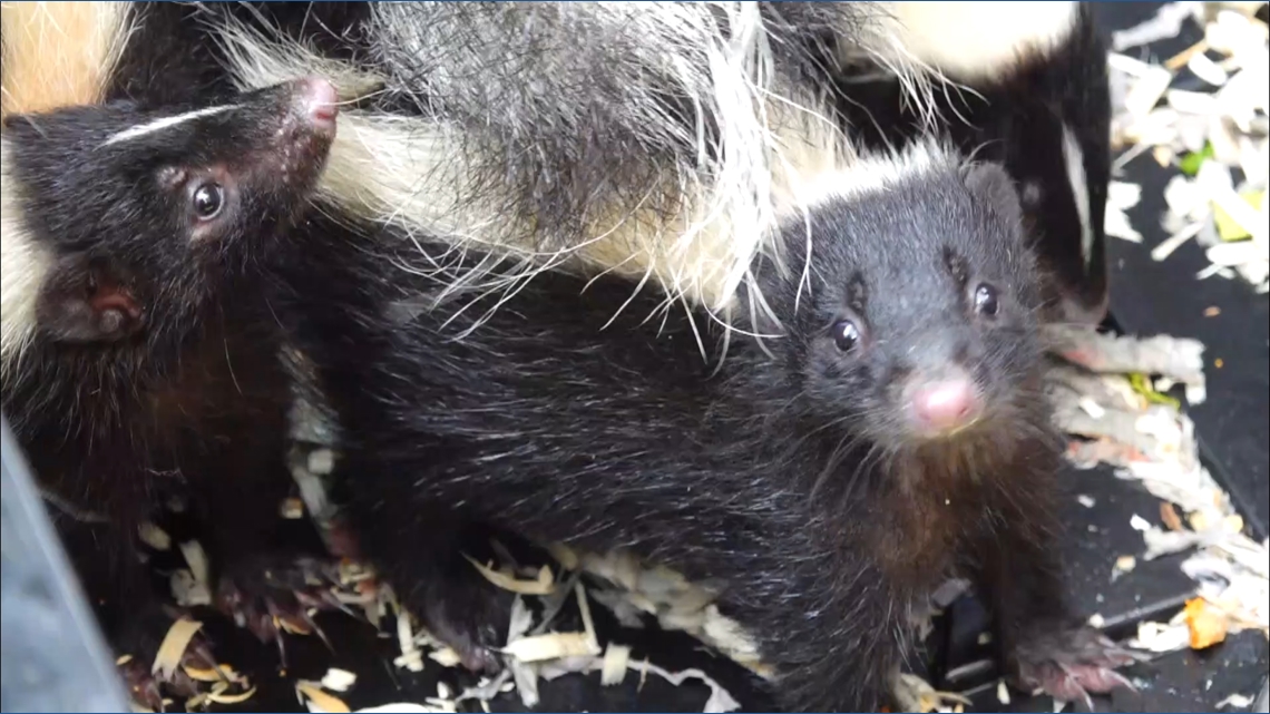 Solana Beach wildlife hospital cares for 40 animals six months after opening, needs volunteers