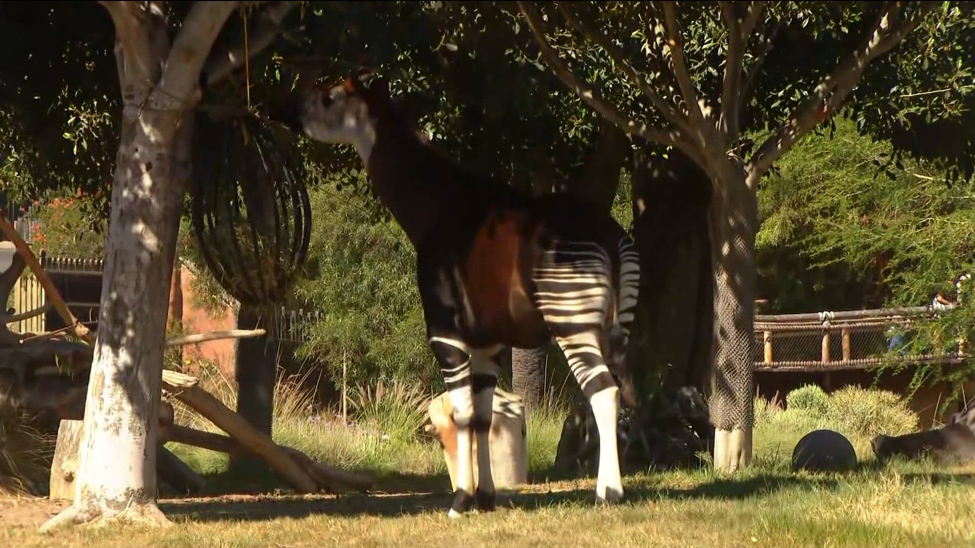 Zoo Day | Meet the okapi | cbs8.com