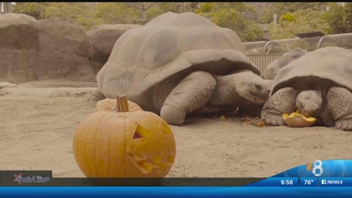Tortoises enjoy pumpkin breakfast at San Diego Zoo