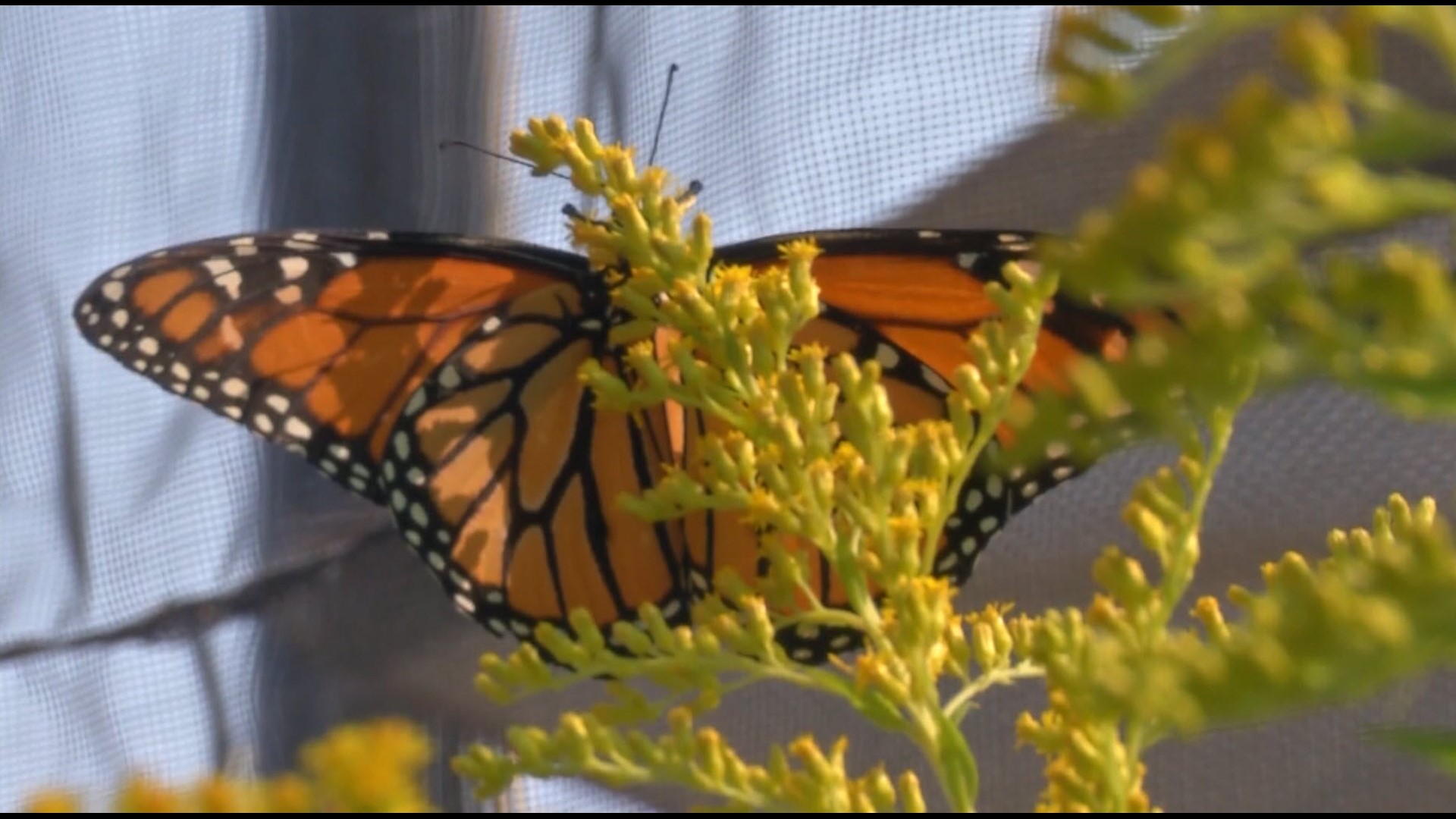 "We have 100,00 Monarch's this year compared to 2,000 last year," Edenholn said about the California totals so far.