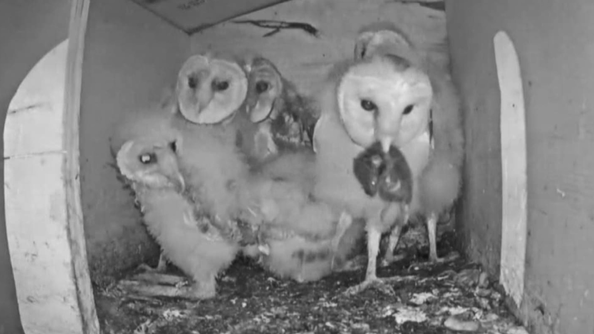 "We'll see every single step out. We'll see them fly. We'll see everything," said Stacey Mae Rudge, whose family hosts a barn owl box on their property.
