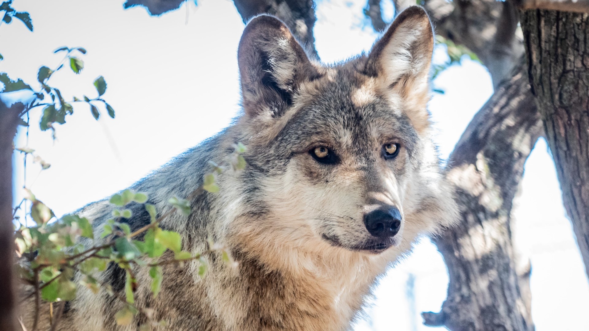 Researchers Celebrate Recovery Of Mexican Gray Wolf Population | Cbs8.com