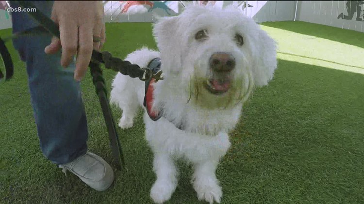 Dog Tags: Coronavirus slows Buddy's journey to becoming a service dog