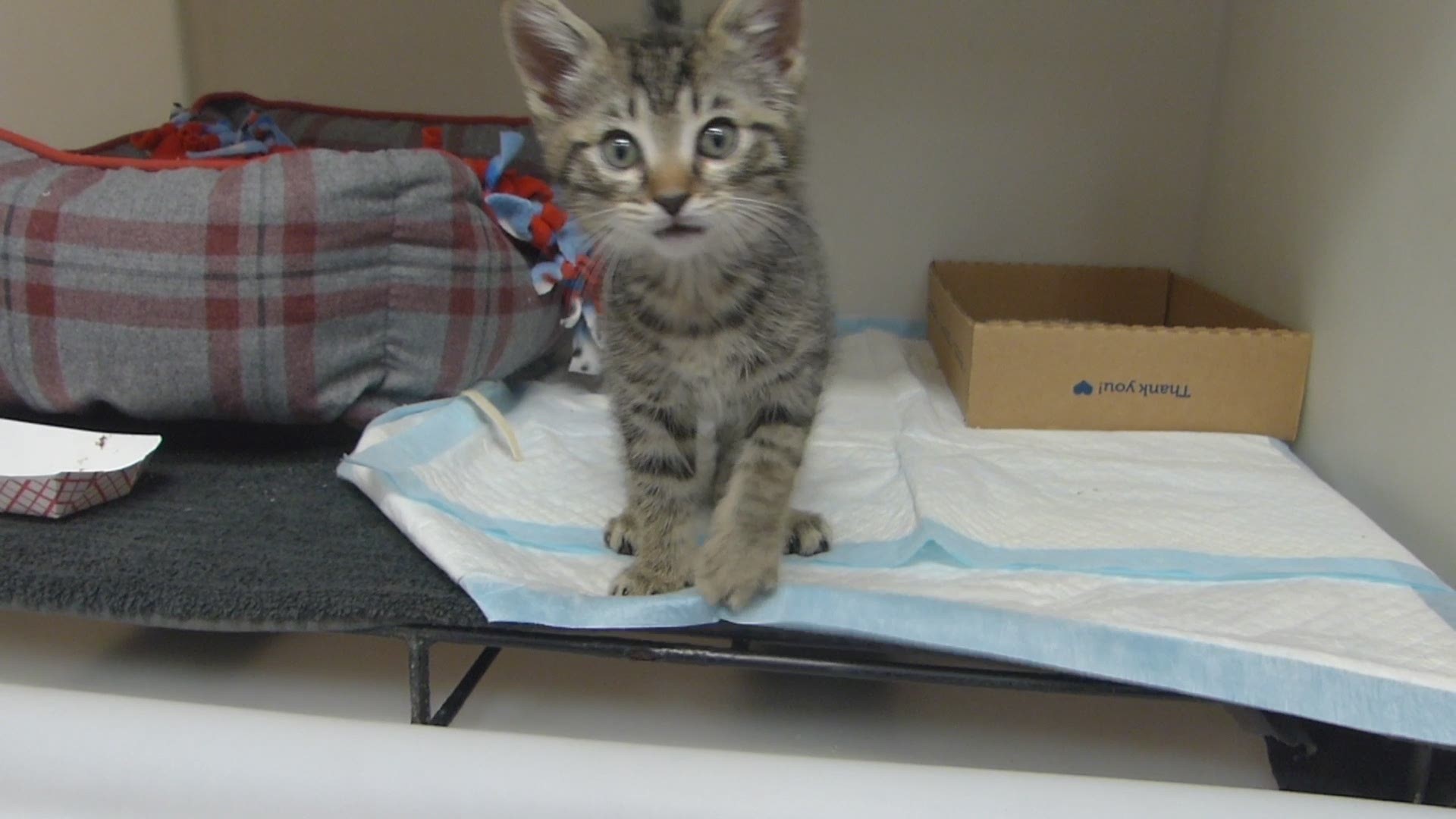 Adopters can bring home a second kitten for $5. The promotion, sponsored by Petco Love, lasts through June 30.