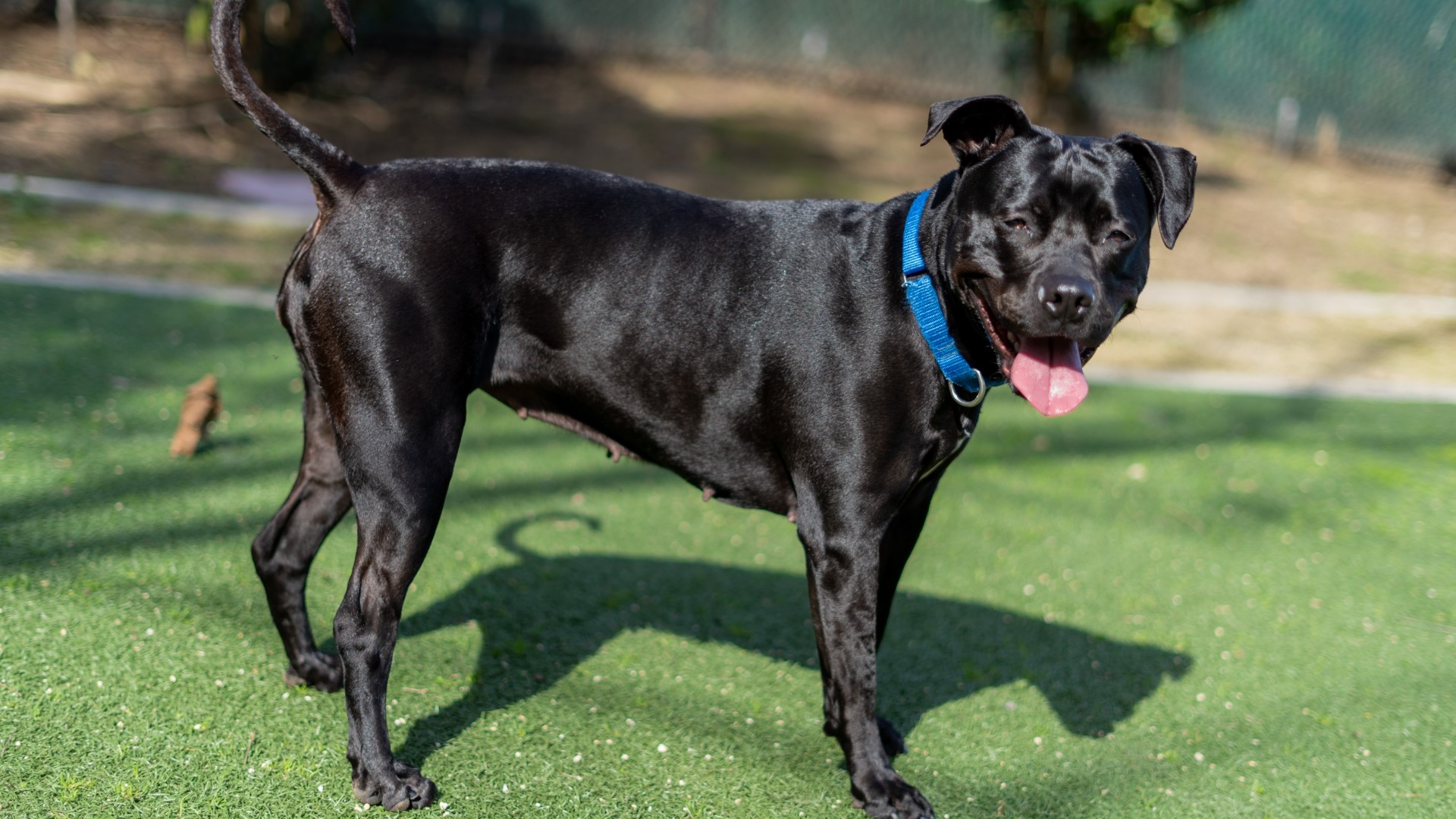 Project Dog Foster encourages people to foster pets in San Diego | cbs8.com