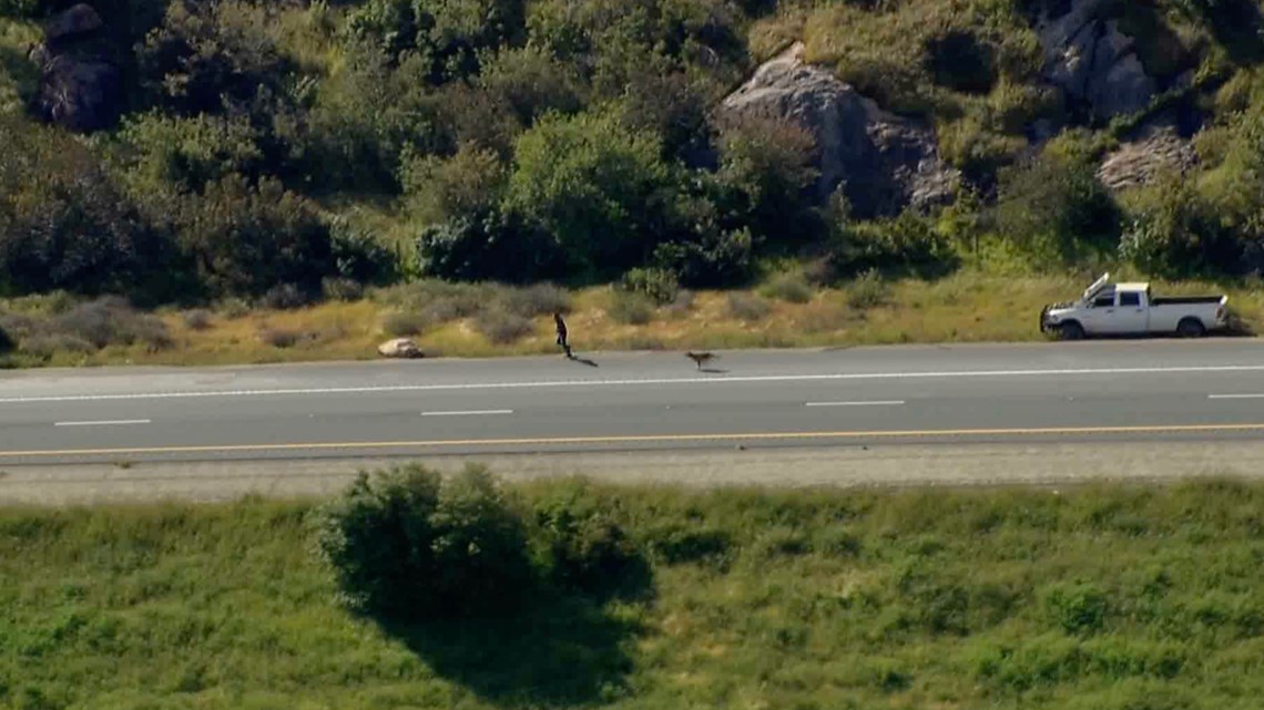Video: Man taken down by police dog in East County chase | cbs8.com