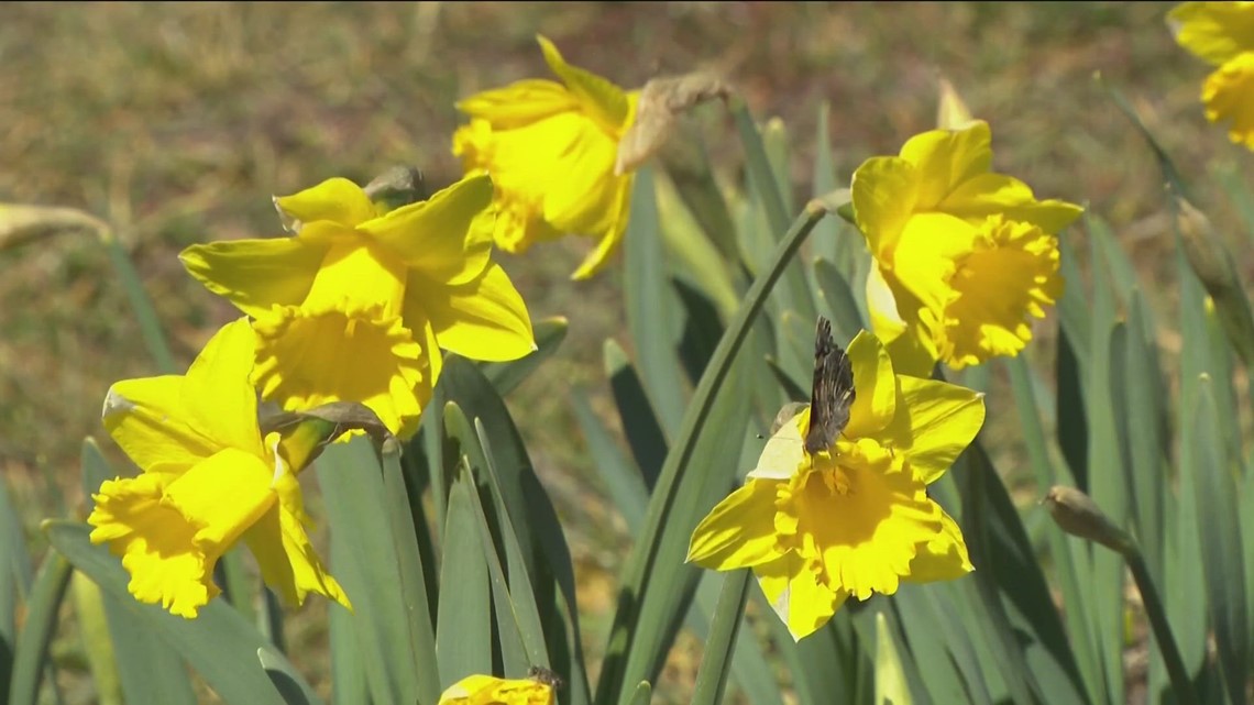 A sea of yellow UPick daffodil patch in Julian offers a beautiful day in the country