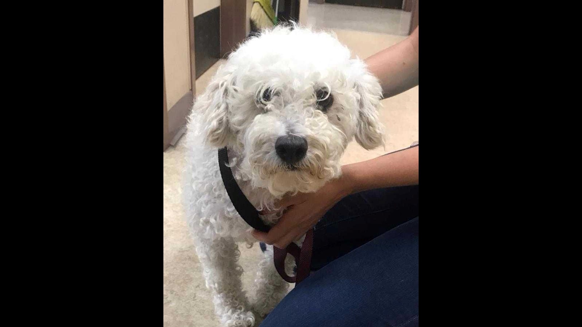 Toby: Miniature Poodle loves snuggling | cbs8.com