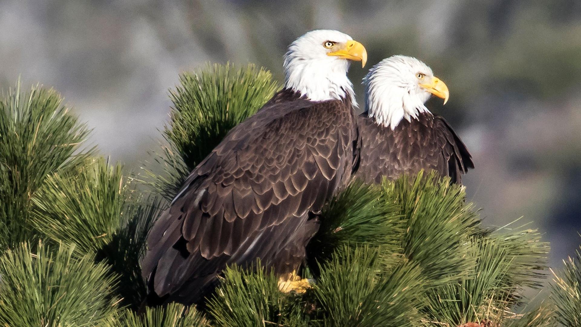Bald Eagles are back in the spotlight with stunning new images showing adorable new additions to our local population.
