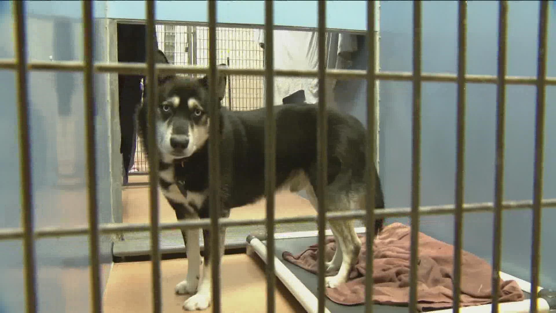 The animal shelter is nearly 200 dogs overcapacity after taking in more than 75 strays since New Year's Eve.