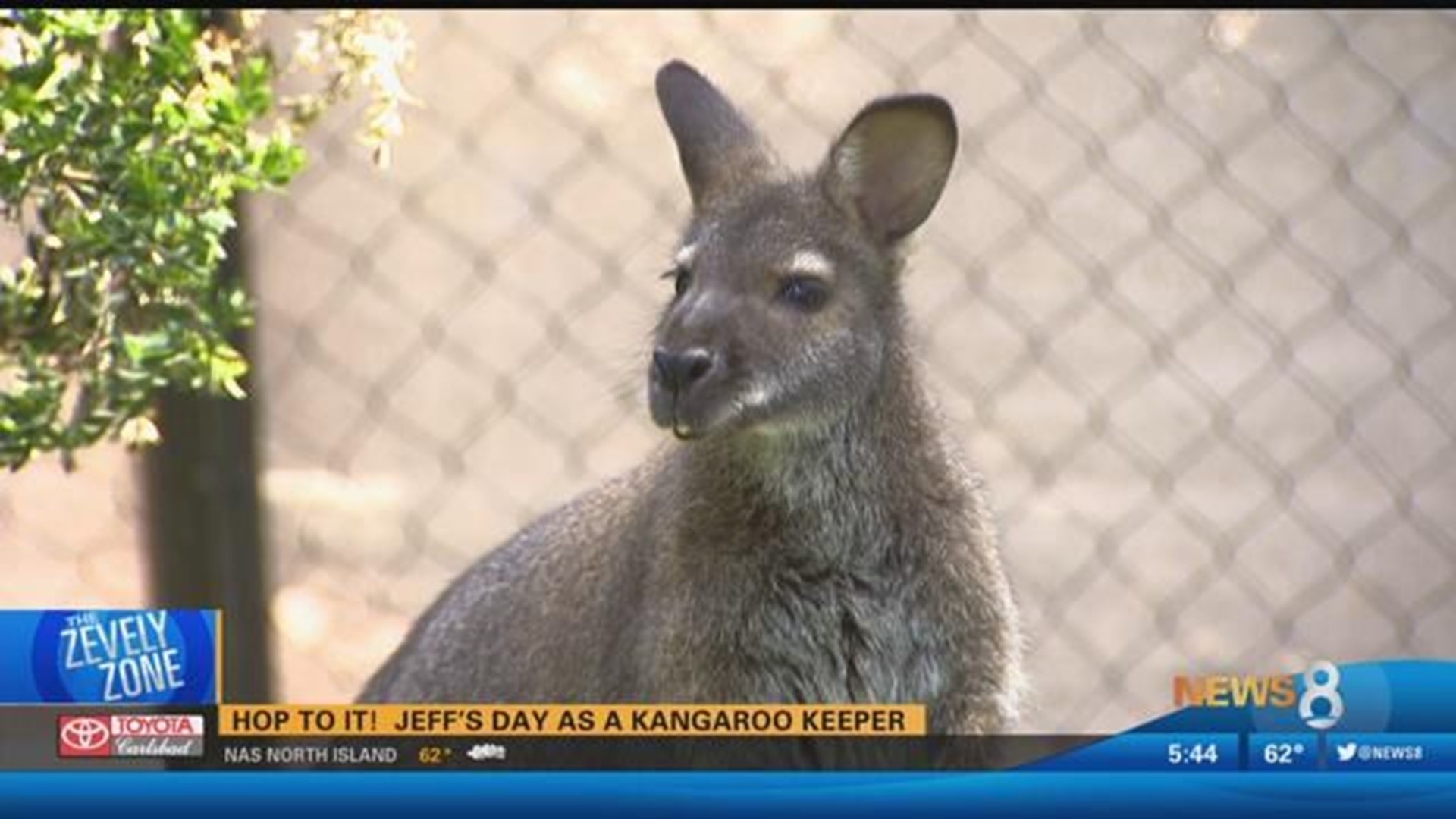 Kangaroo keeper sale