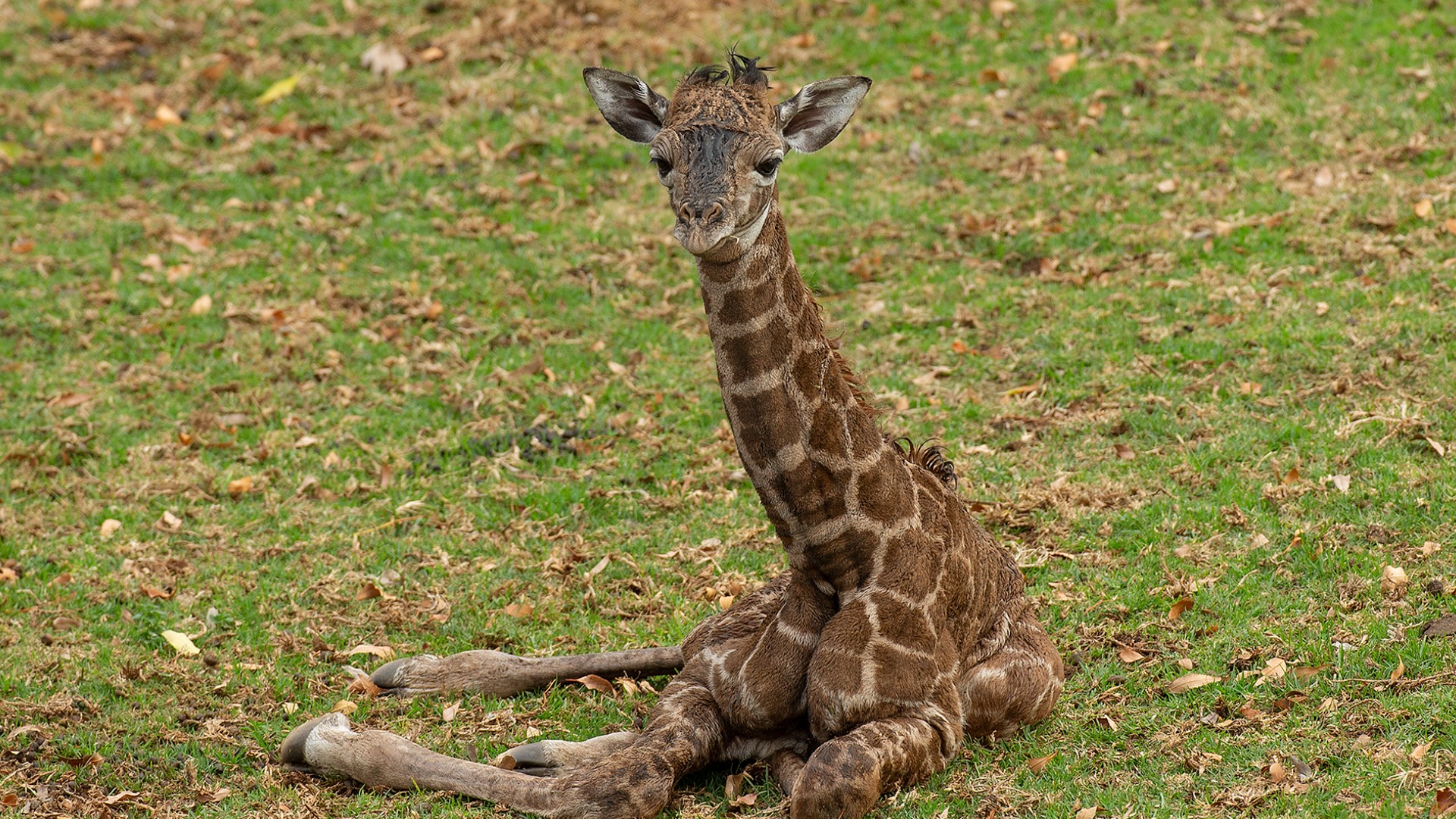 Giraffe Calf Dies 2 Days After Being Born At San Diego Zoo Safari Park ...