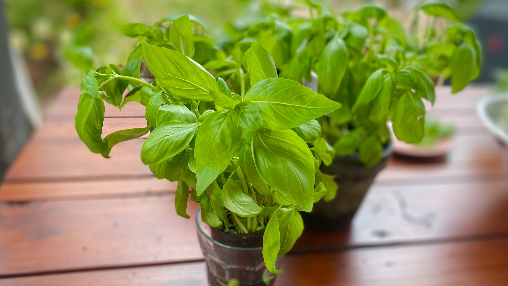 Tips to getting the most out of the basil plants and other herbs you buy at the grocery store.