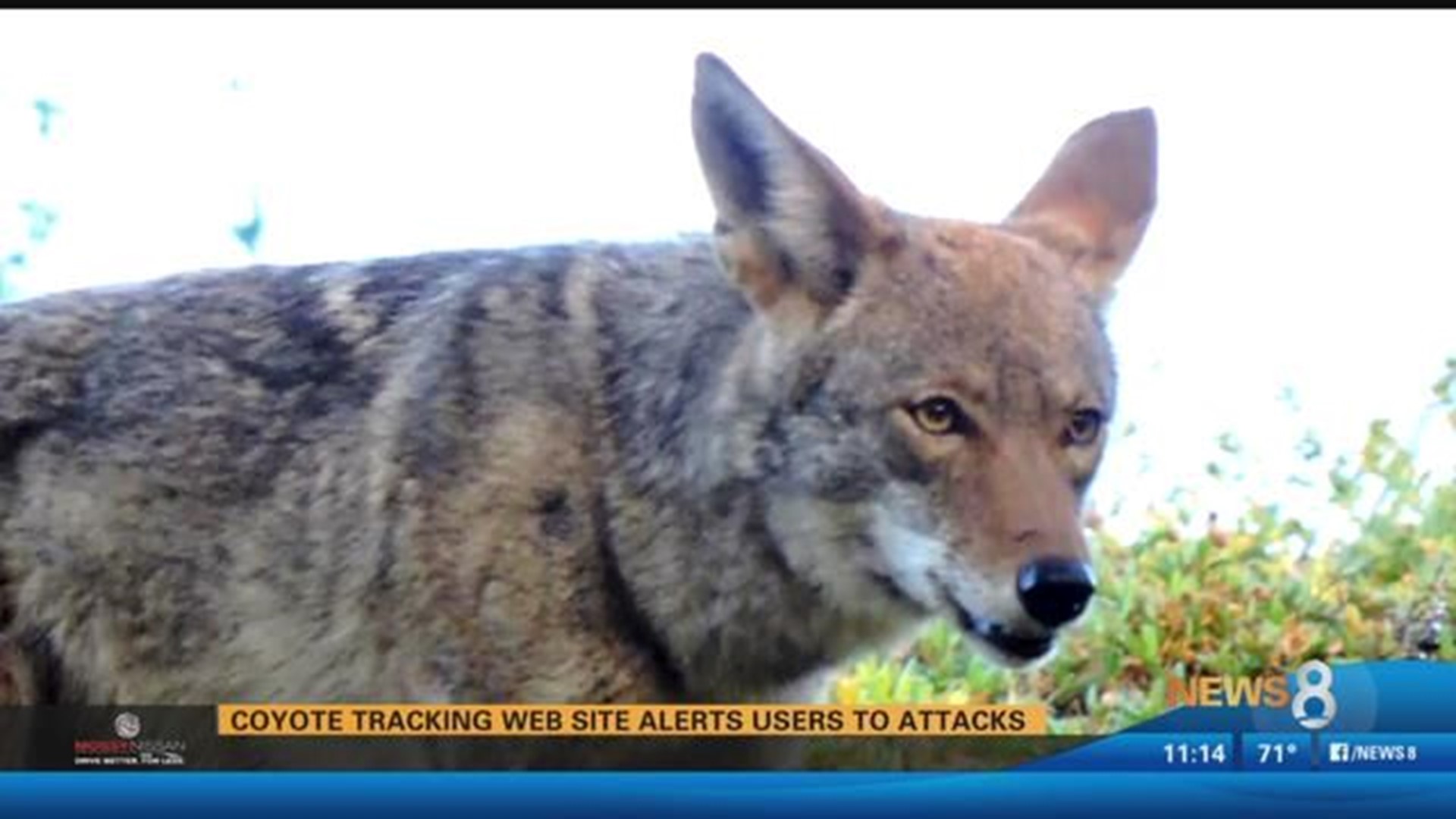 Alamo: Increased coyote sightings have residents near Las Trampas fear for  pets - Danville San Ramon