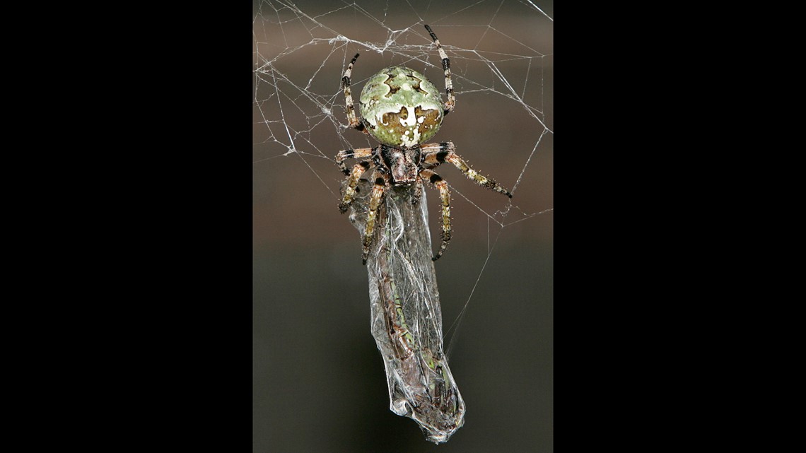 The Beauty and Benefits of San Diego Orb Weaver Spiders