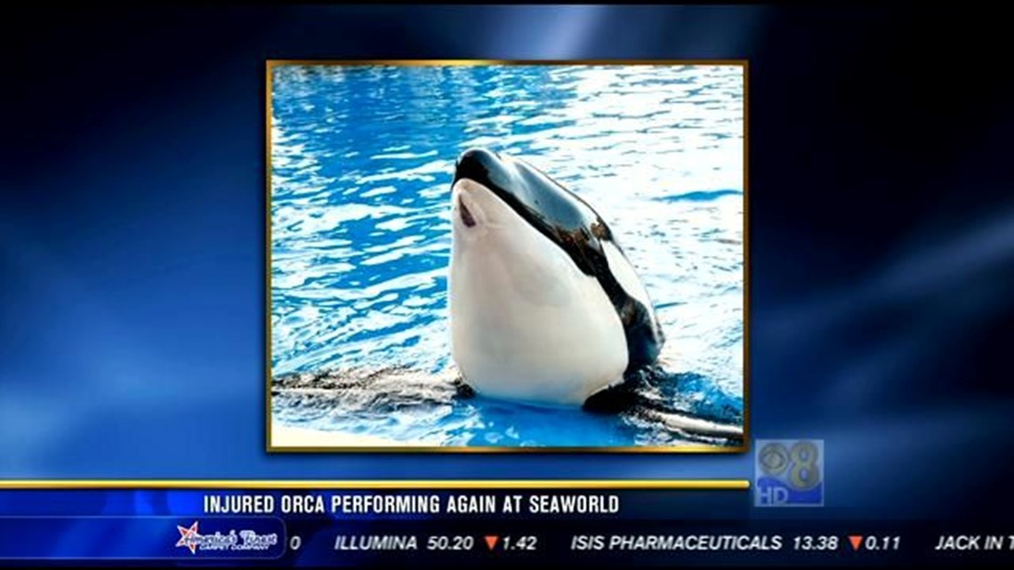 Injured orca performing again at SeaWorld