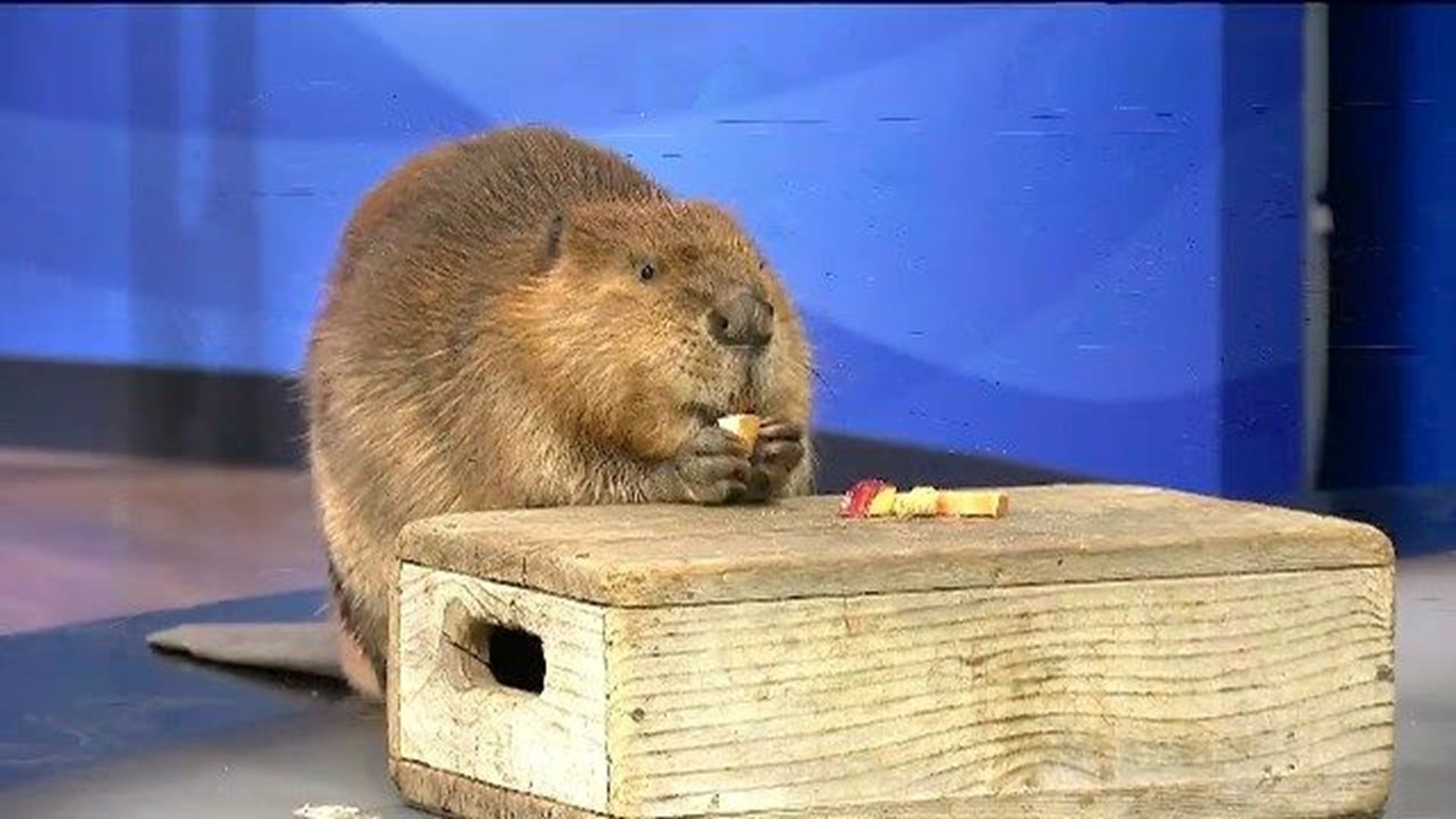 Justine Beaver stops by News 8 for Zoo Day cbs8 image
