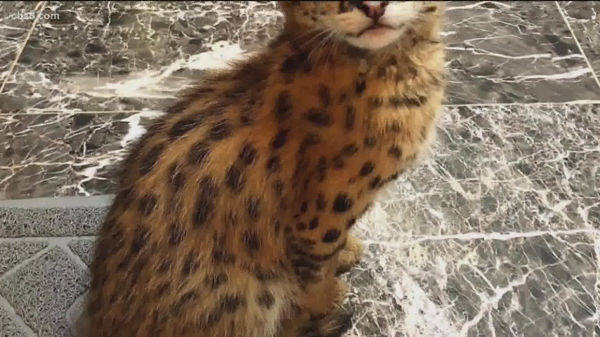 The elusive serval was spotted in a Rancho Penasquitos but had moved along by the time the owners arrived, he was already gone.