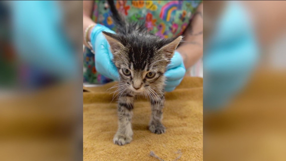 Kitten recovering at Rancho Coastal Humane Society after getting stuck in rat trap glue in Anaheim