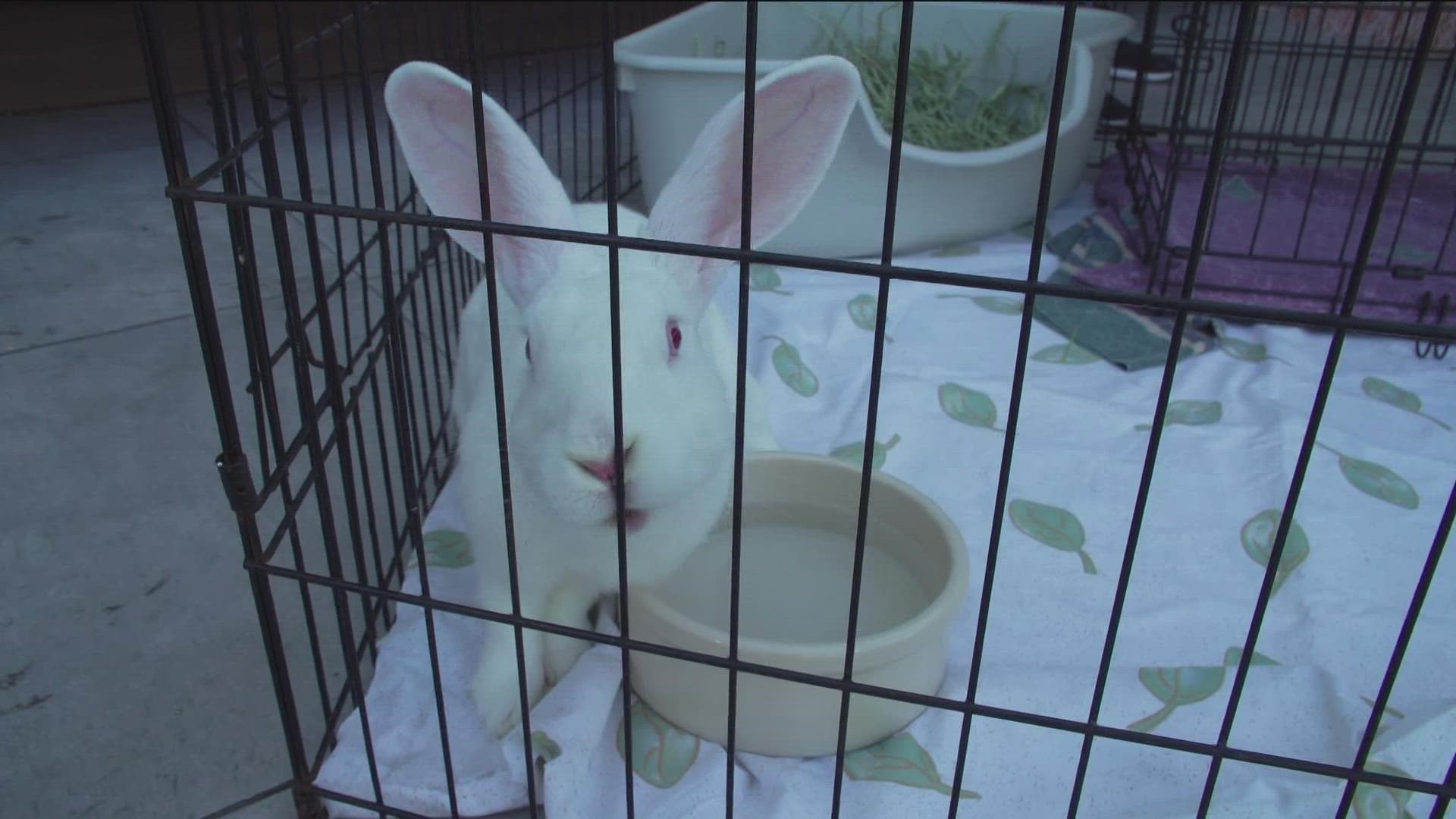 Saturday, Sept. 24, is International Rabbit Day. Celebrate with some adoptable rabbits from the San Diego Humane Society.