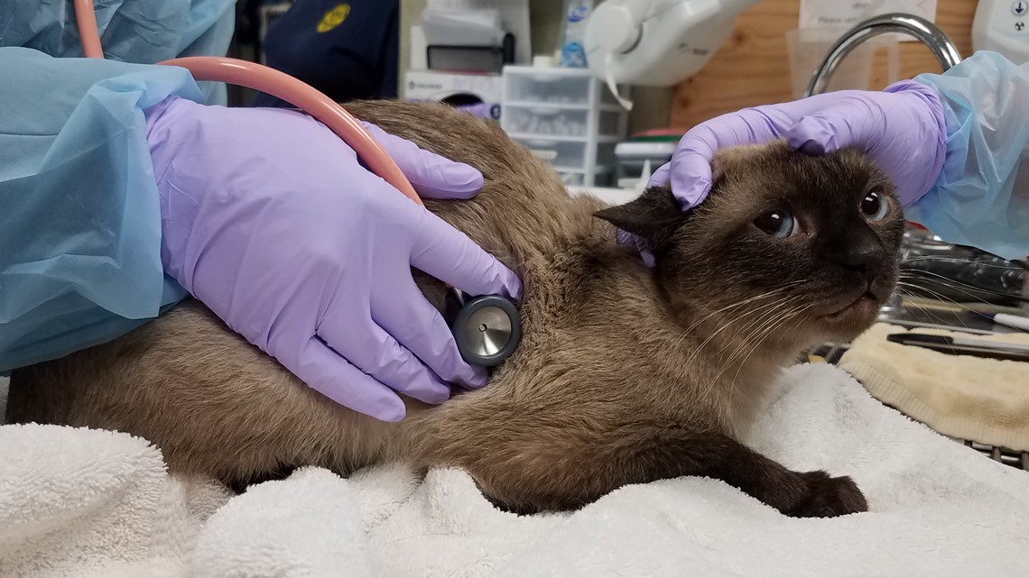 San Diego Humane Society Rescues 30 Cats From Condo In Escondido | Cbs8.com