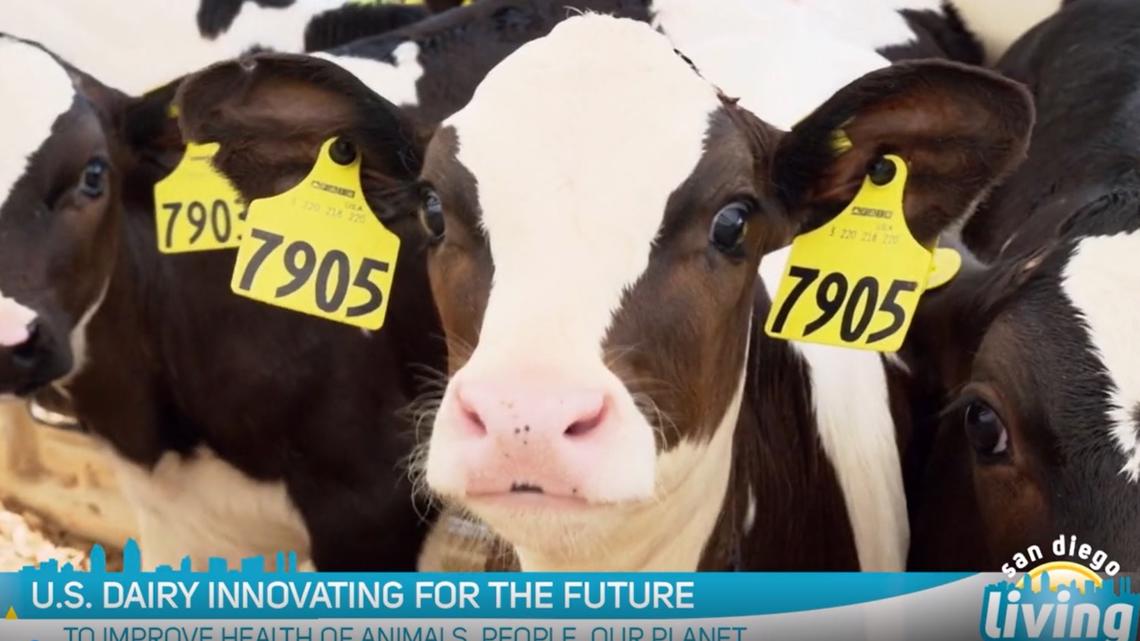 U S Dairy Innovating For The Future Cbs8 Com A8d11458 1da6 4067 9a7d 1140x641 