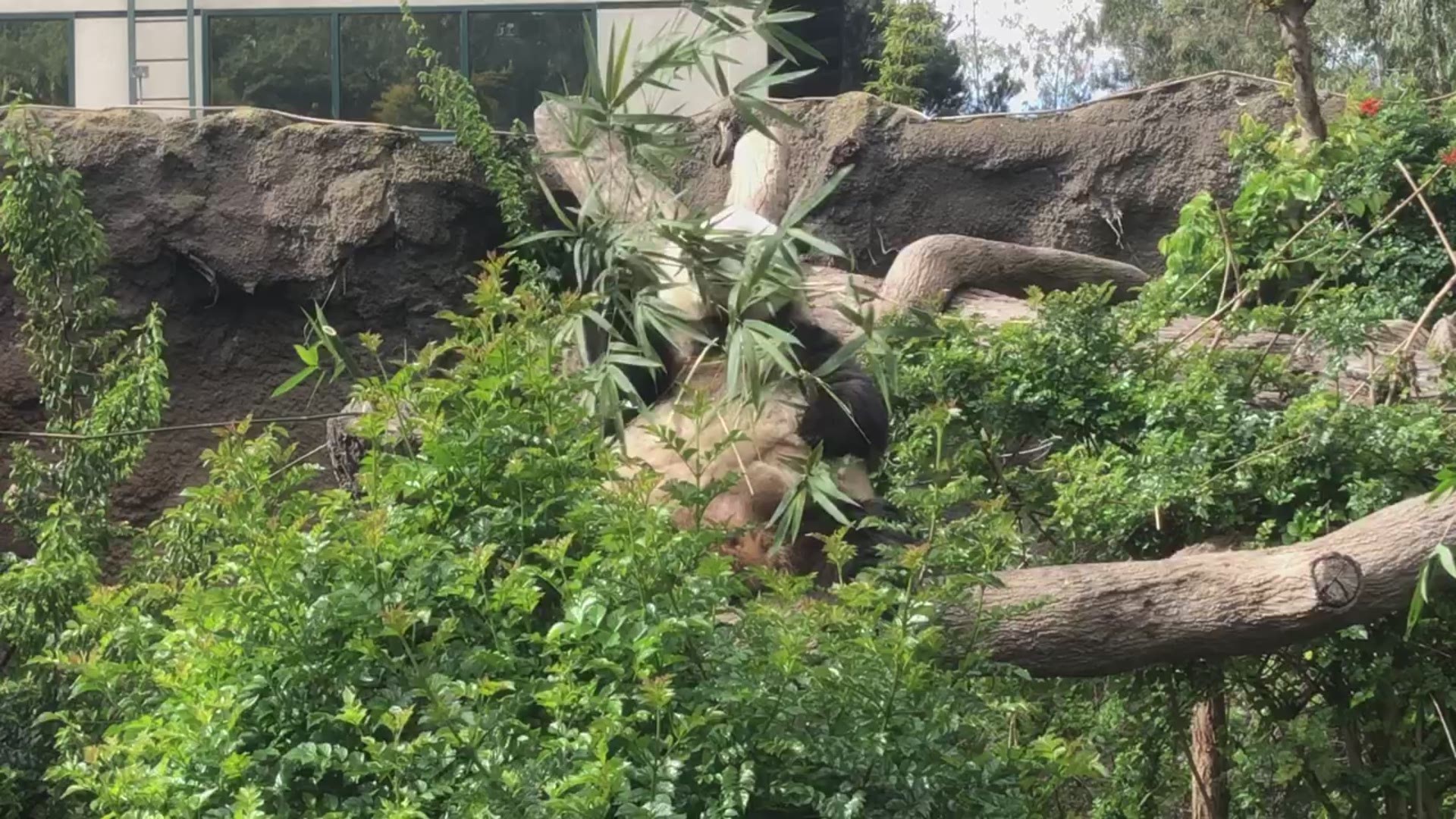 27-year-old female giant panda Bai Yun enoying some bamboo for breakfast