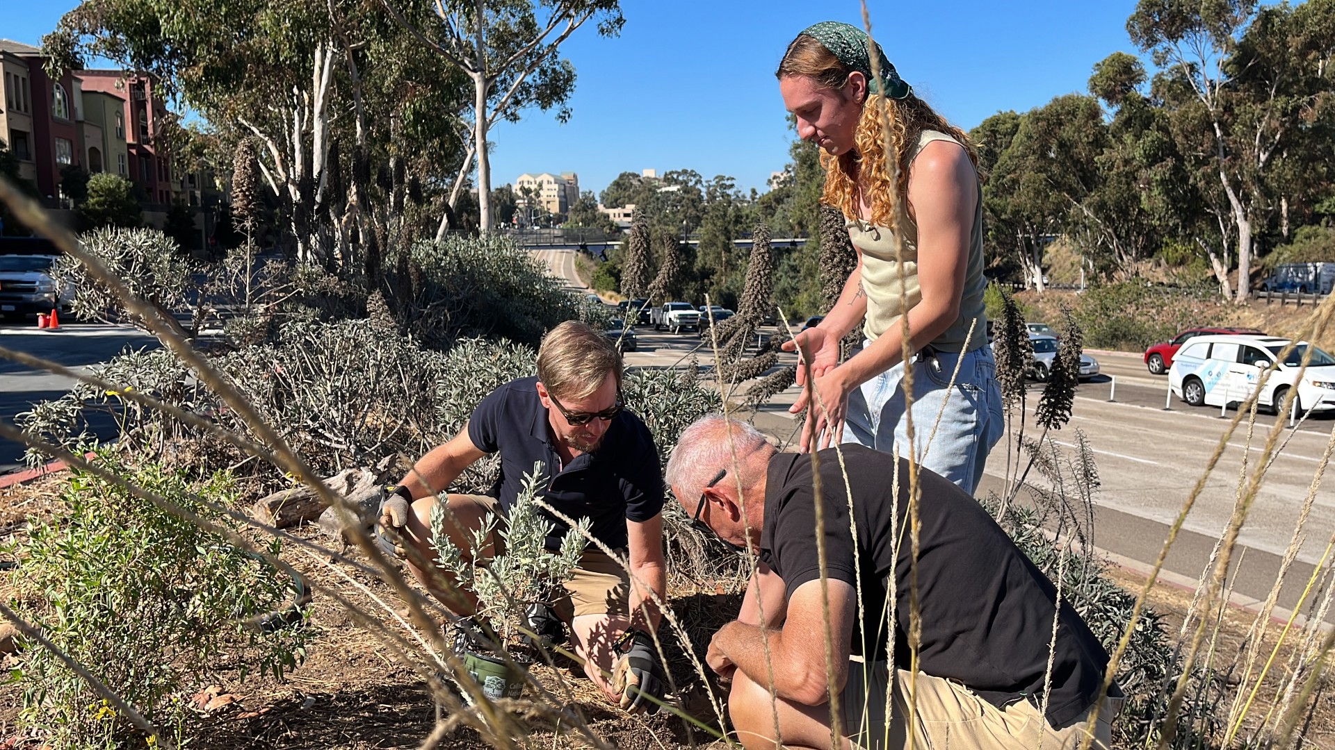 A beautiful garden popped up in a surprising place and is  creating a 'Hillcrest High'.