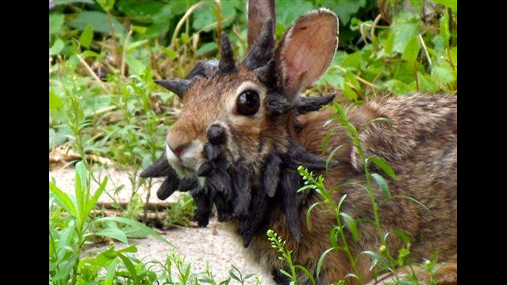 Unusual Minnesota rabbit video attracts attention