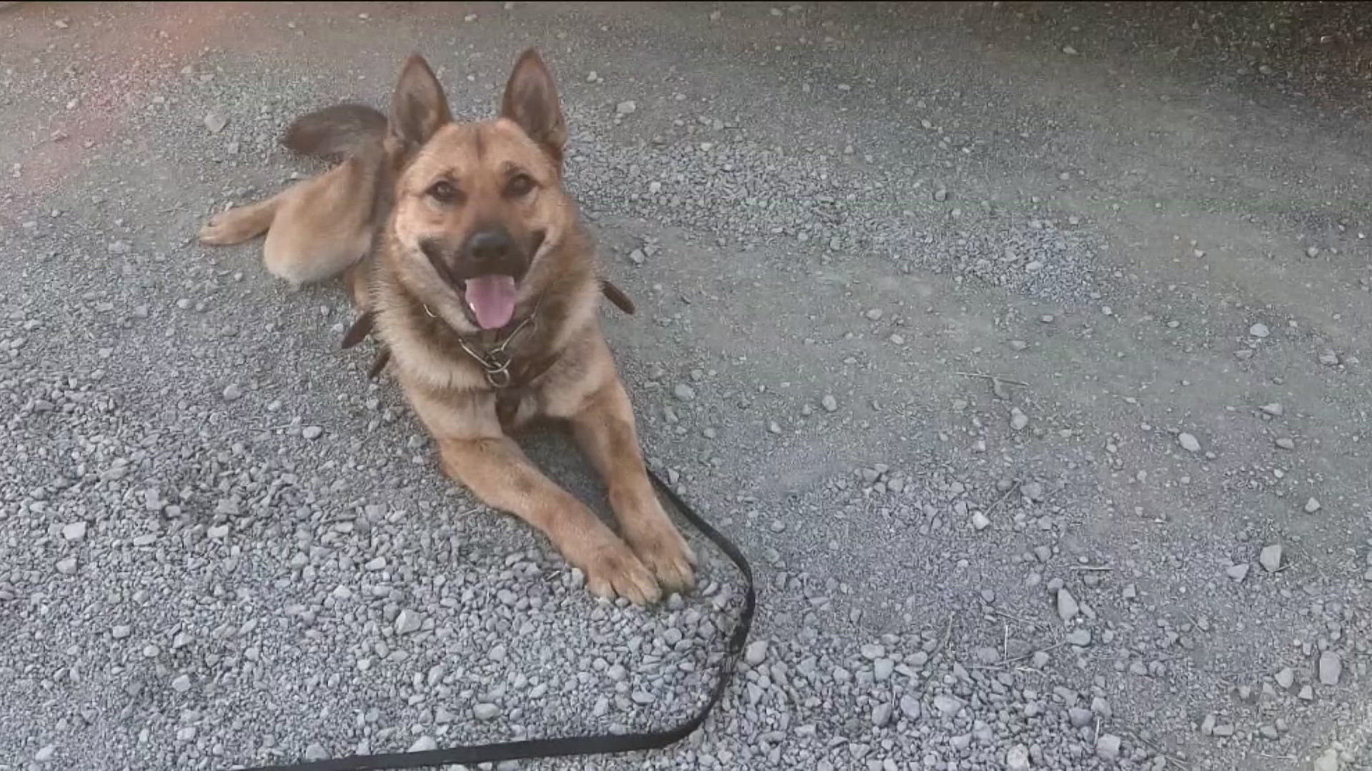 Last week, a U.S. Customs and Border Protection K9 officer was transported to the hospital by a helicopter last week following a rattlesnake bite.