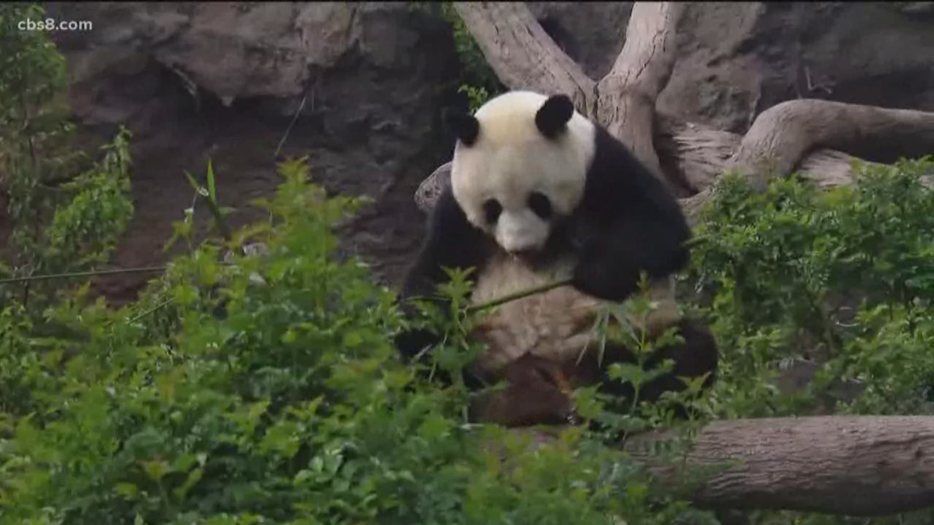 Visitors to the San Diego Zoo have two extra days to say farewell to 27-year-old giant panda, Bai Yun, and her son, 6-year-old Xiao Liwu who will be repatriated to China this spring.