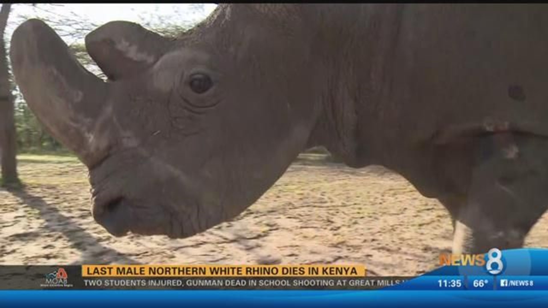 World's last male northern white rhino, Sudan, dies | cbs8.com