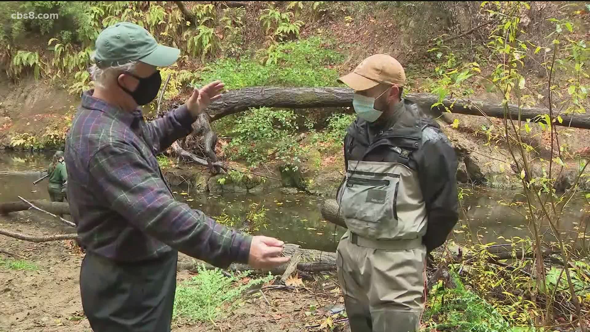 200 salmon are set to make a comeback on the South Coast.