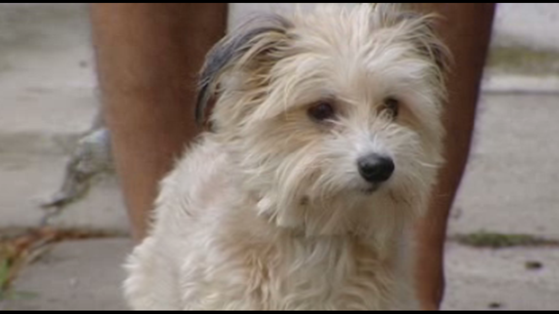 Neighbor admits to shooting little boy's dog with BB gun
