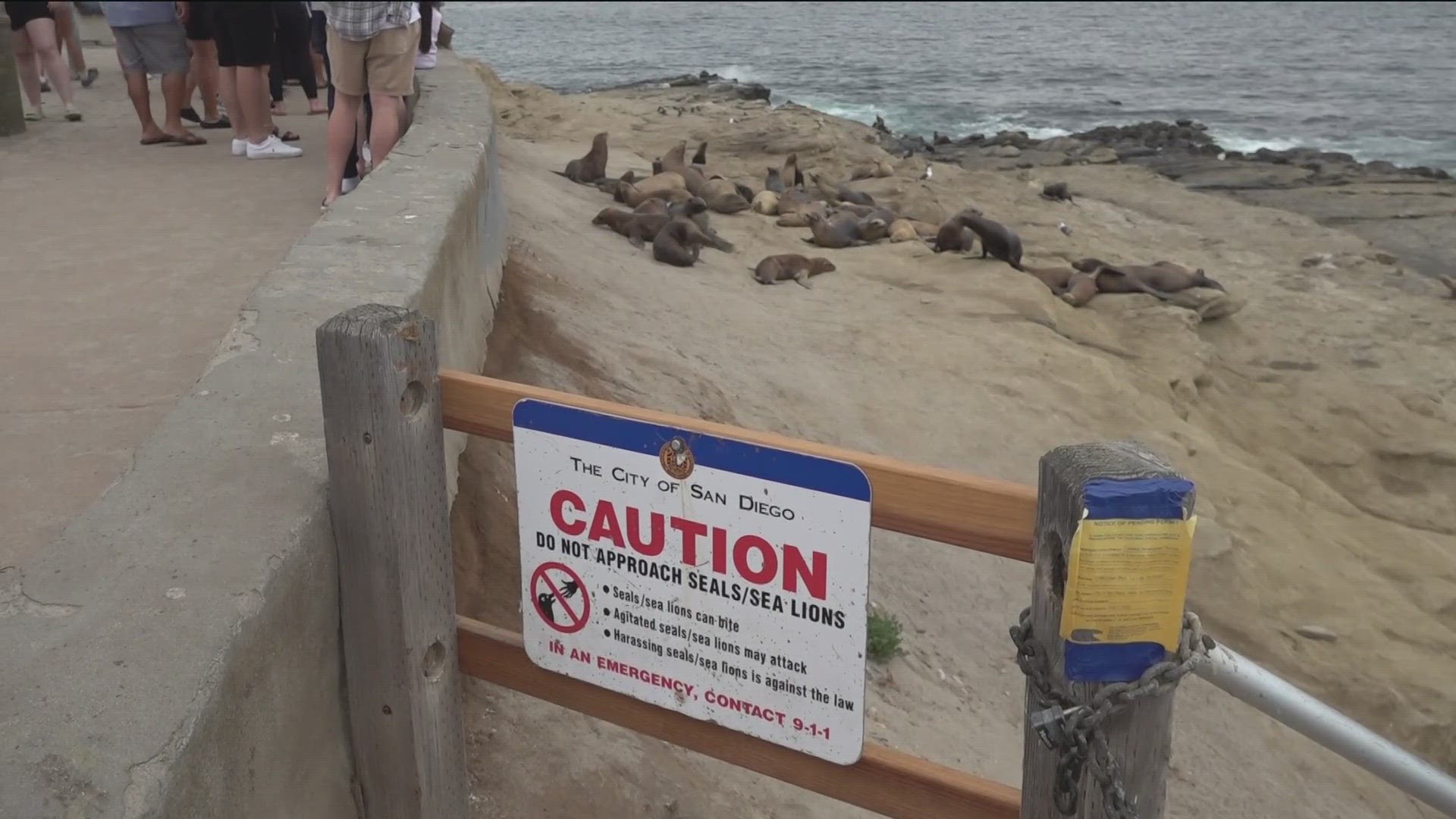 The conflict between humans and sea lions in La Jolla has been ongoing for many years, and now a City Council committee wants to close the area permanently.