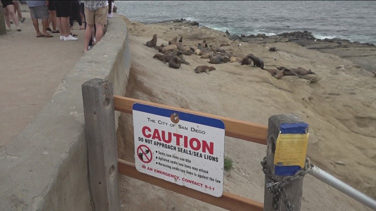 City Council Approves Seasonal Closure of Point La Jolla for Sea Lions –  NBC 7 San Diego