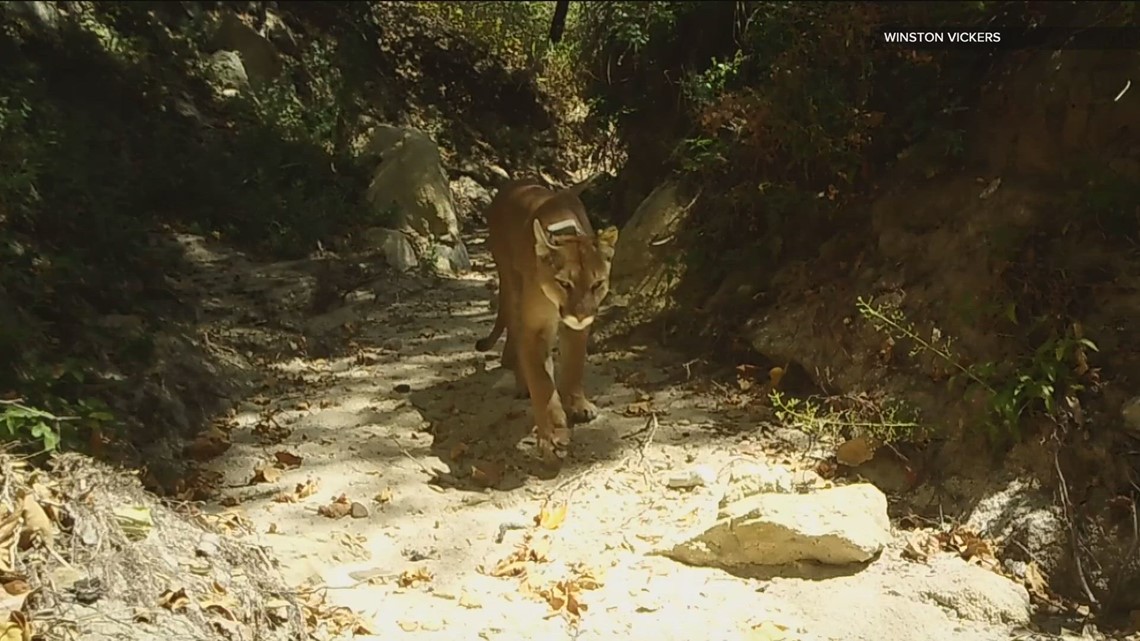 California's car culture and its impact on mountain lions