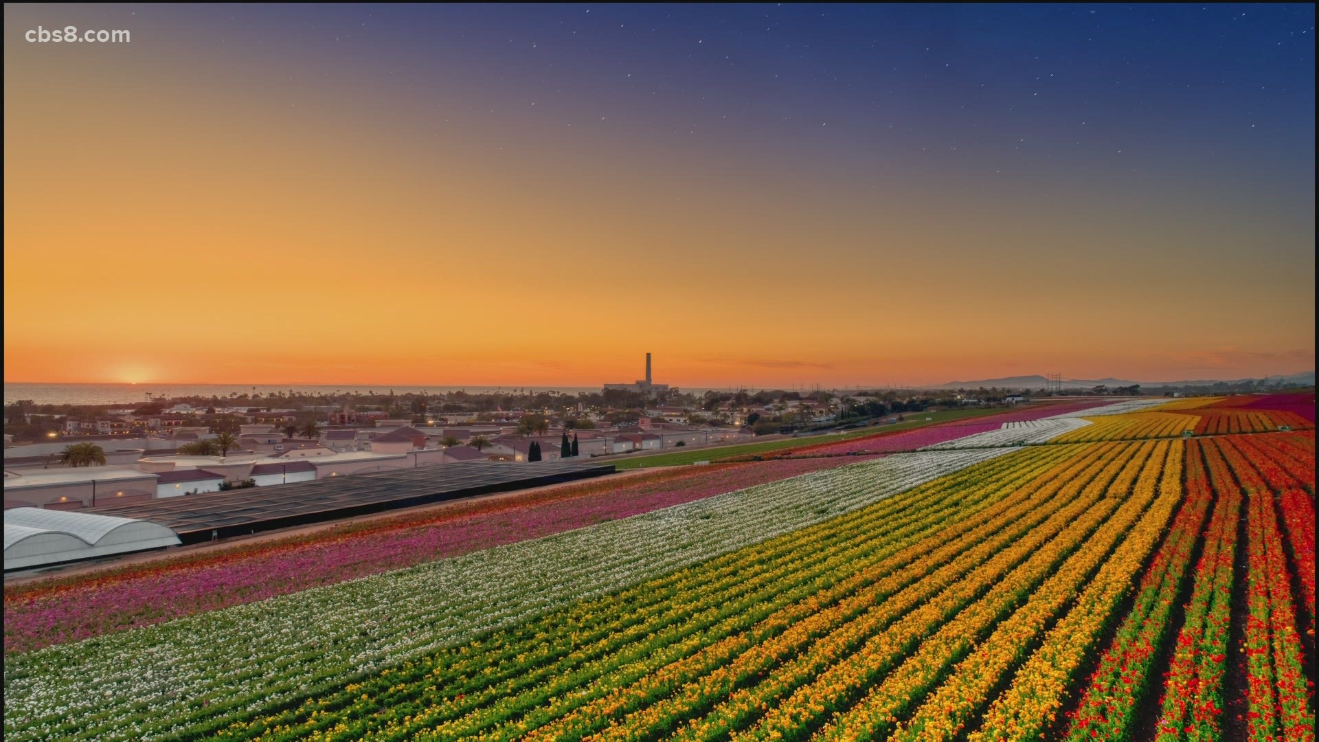 The nearly 50-acres of flower fields have been in North San Diego for more than 60-years and typically bloom for 6-8 weeks from early March to early May.