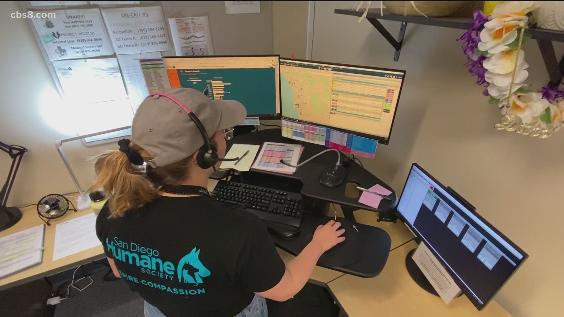 Starting Wednesday night, San Diego Humane Society dispatchers will answer your call after hours.