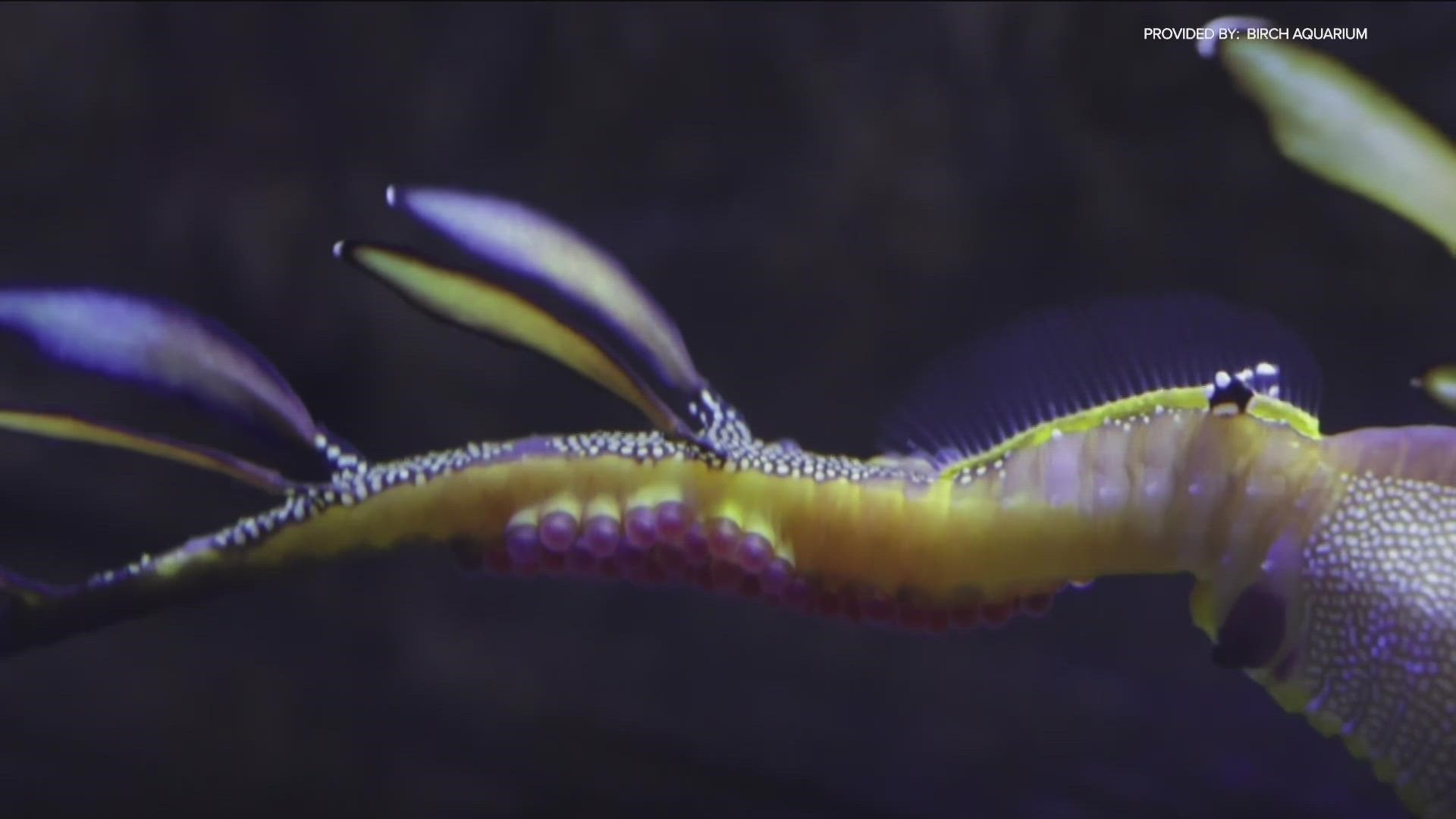 Birch Aquarium at Scripps Institution of Oceanography is celebrating the arrival of more than 70 tiny newborn weedy seadragons, which are difficult to breed.