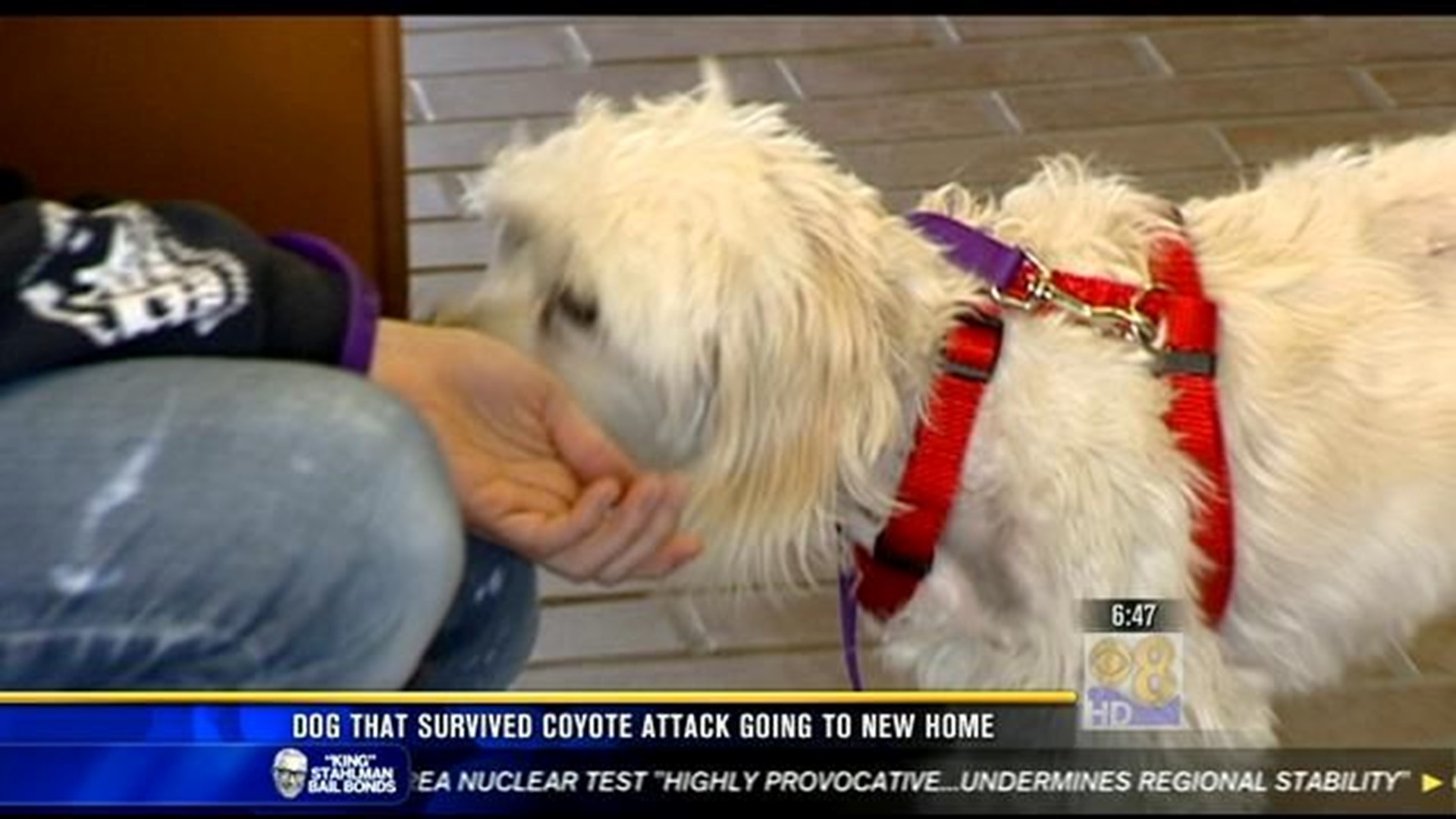 Dog that survived coyote attack to get new loving home