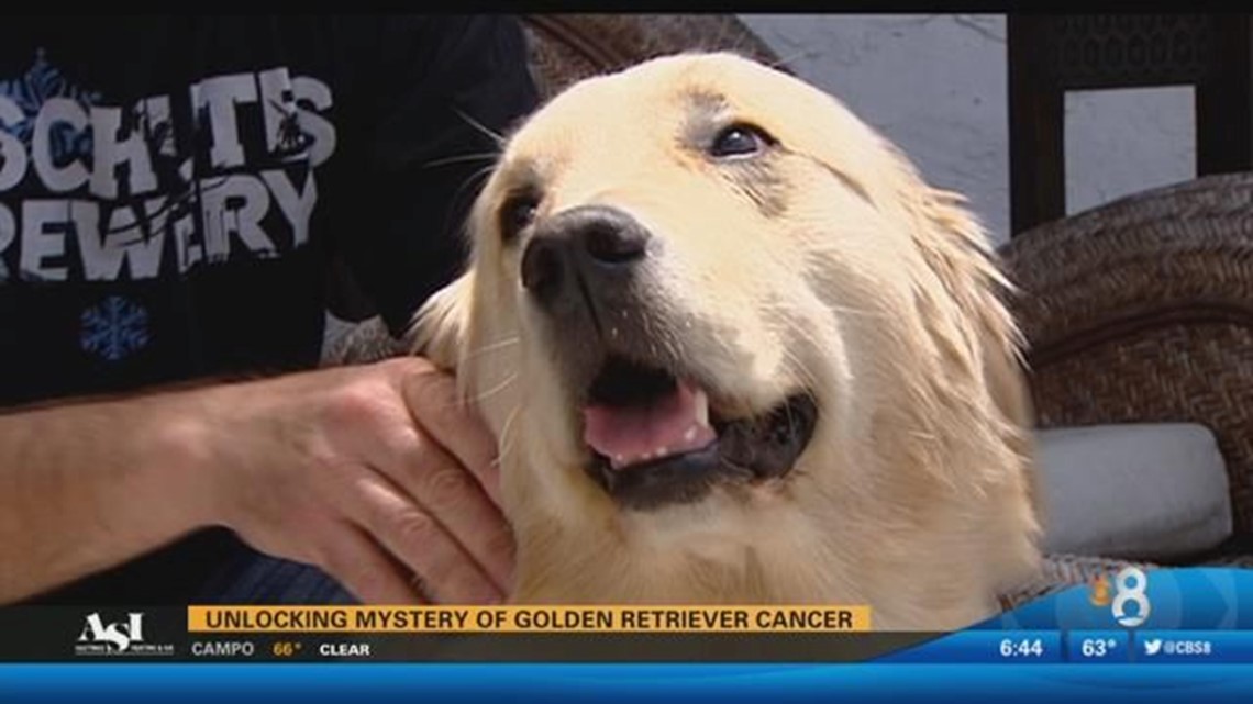 Unlocking the mystery of golden retriever cancer | cbs8.com