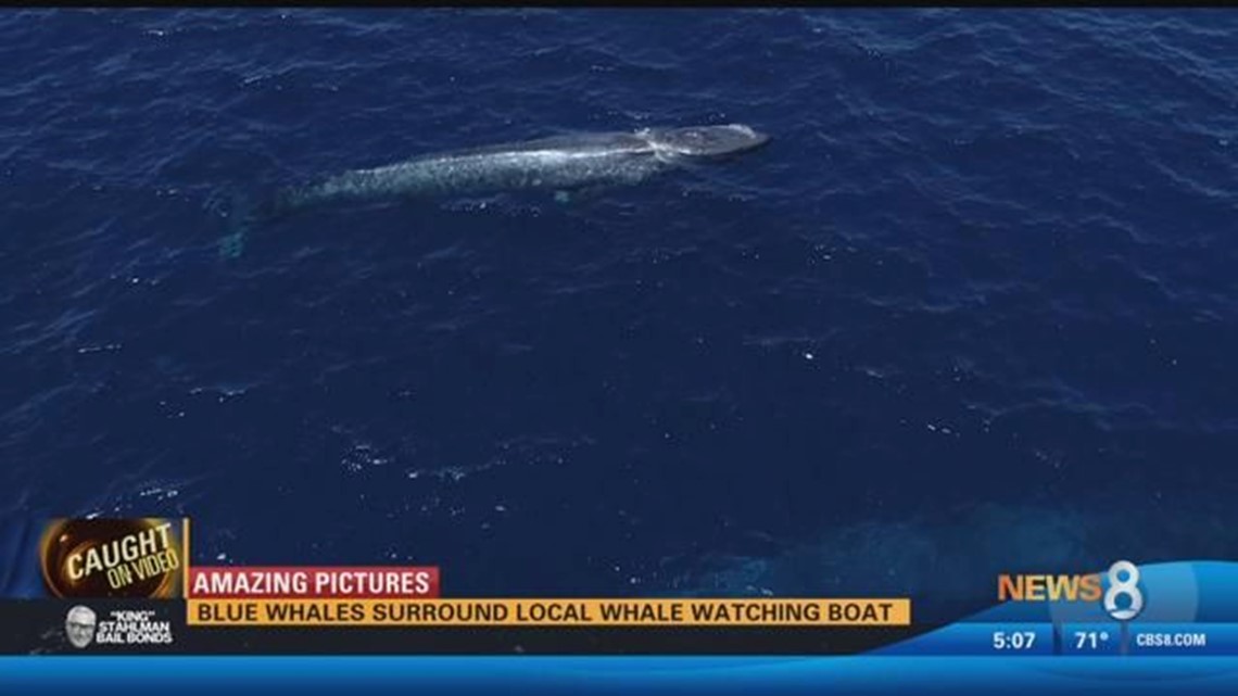 Amazing Pictures: Blue Whales surround local whale watching boat | cbs8.com