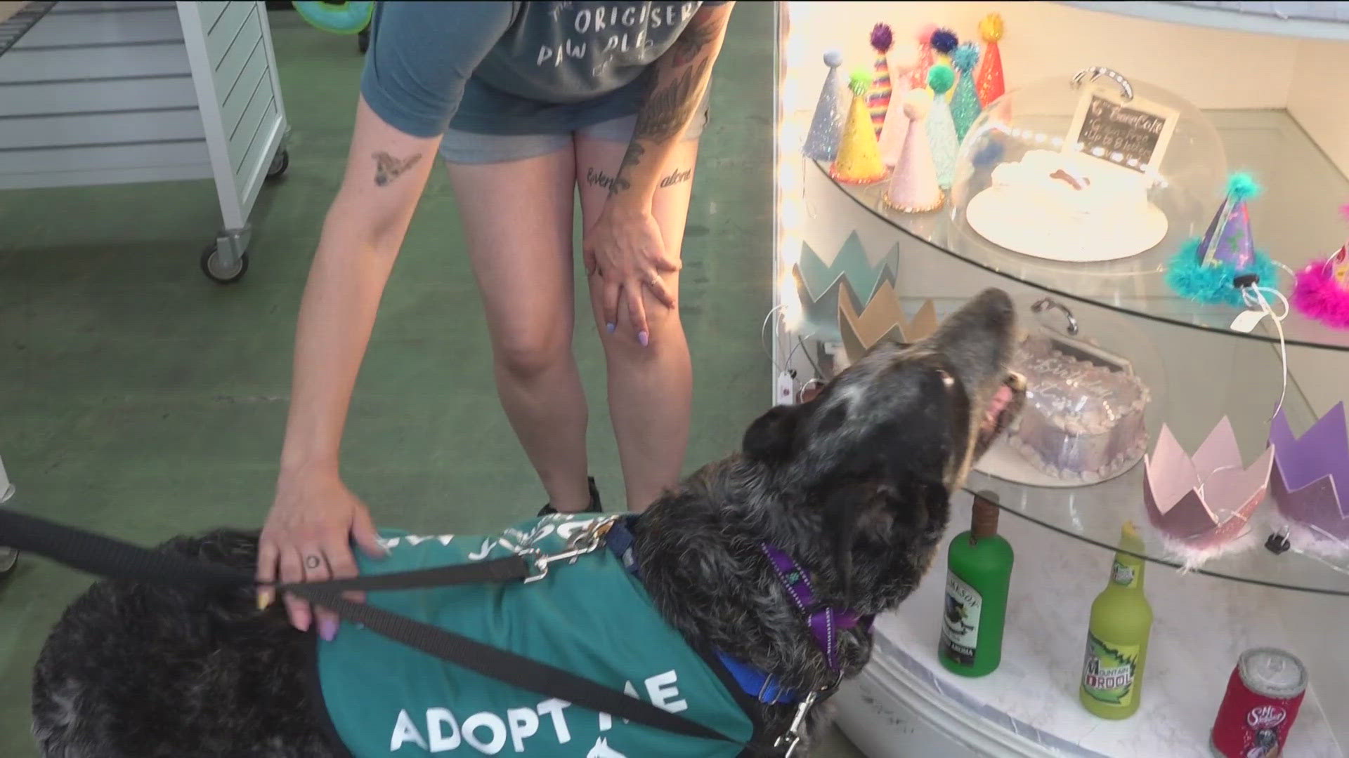 Volunteers can take dogs out of the shelter every Wednesday and Thursday.