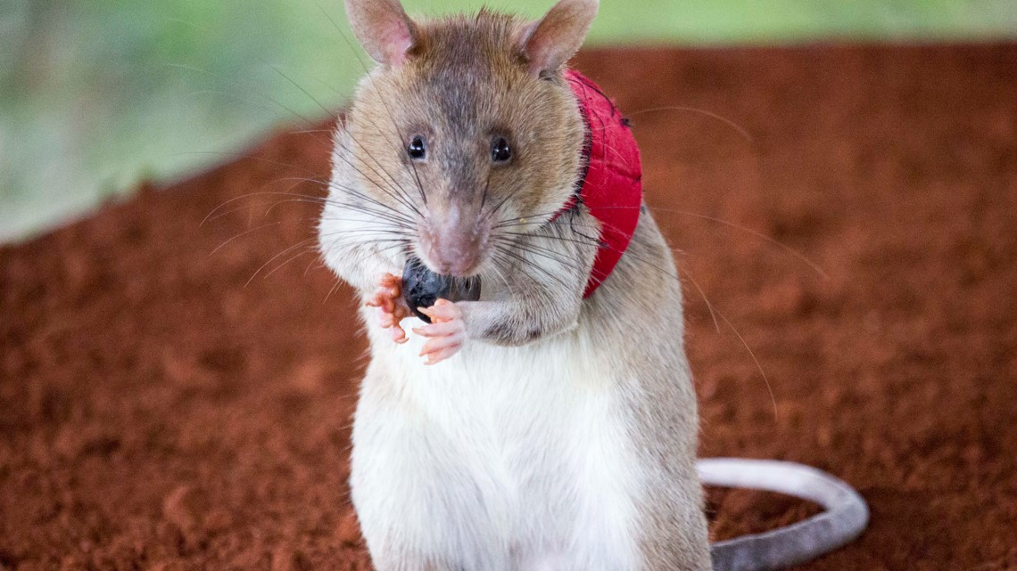 African pouched best sale rat for sale