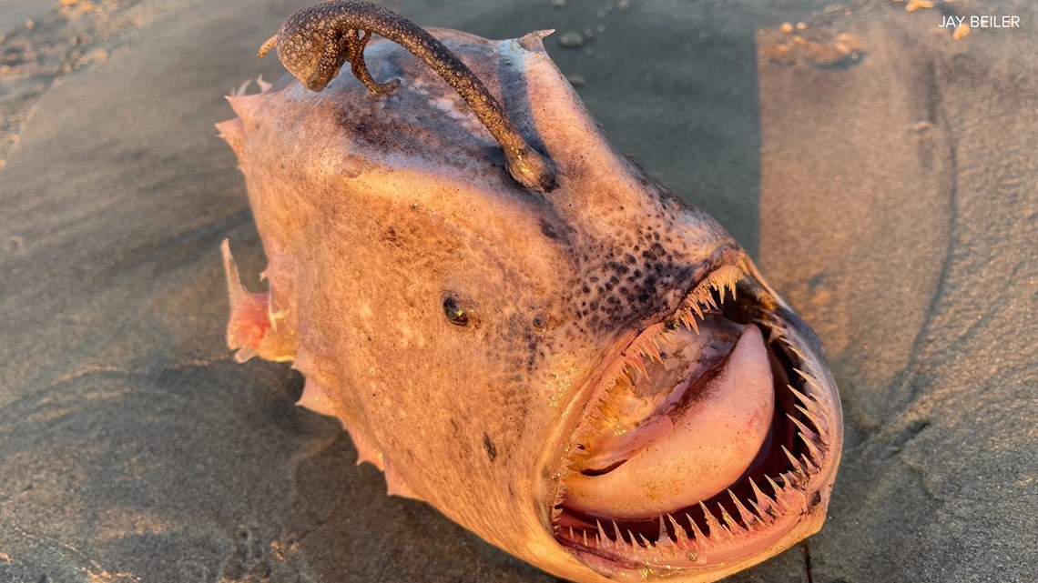 Rare deep sea fish found on San Diego beach