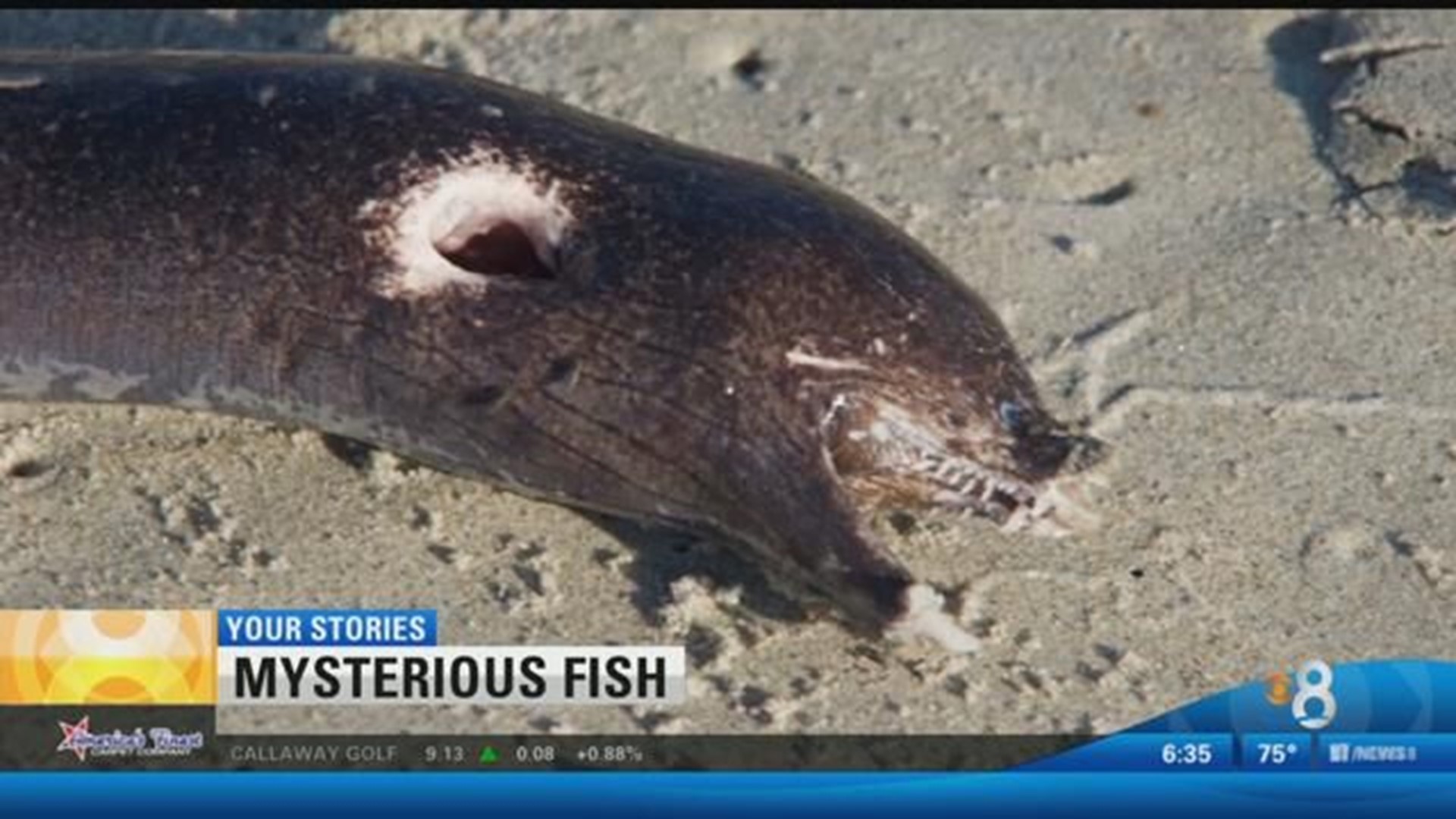 What is that? Strange creature washes up in Pacific Beach | cbs8.com