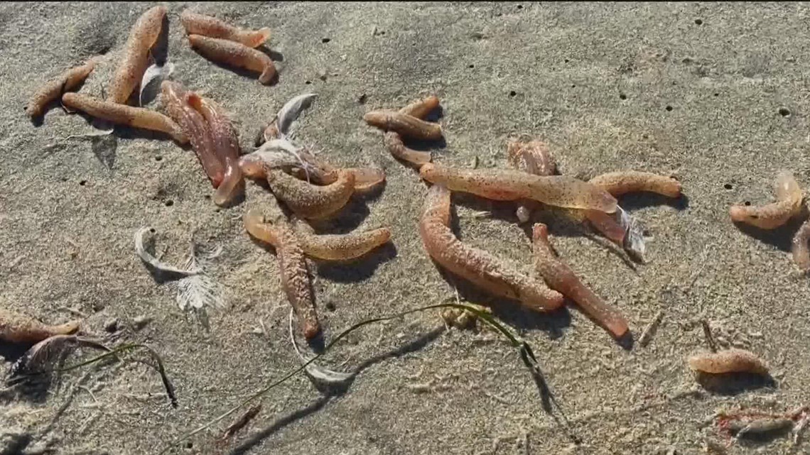 Pink 'Spoon Worms' wash up on Coronado beaches | What are they?