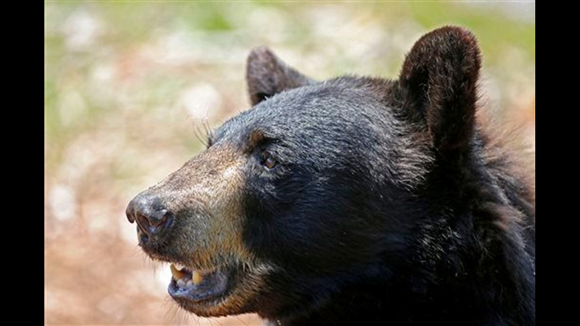 Maine bear bait vote sparks interest around US | cbs8.com